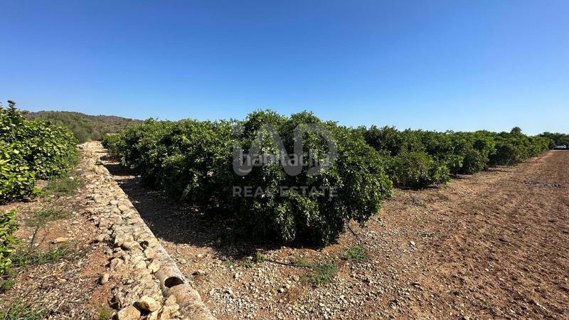 Foto 87ff50bc-9a47-4433-afc1-a926488232cc. Finca rústica a Pego