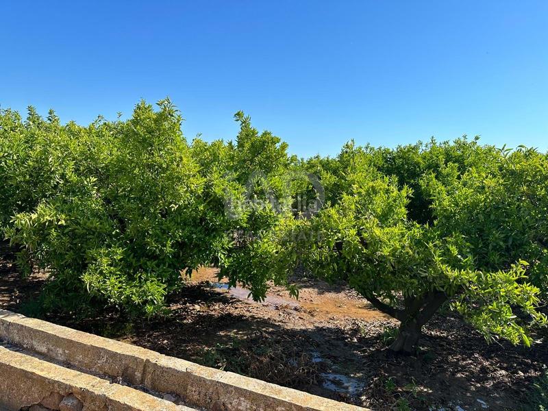 Foto f597c503-b09e-40cc-aa16-38b7e80db845. Finca rústica a Pego