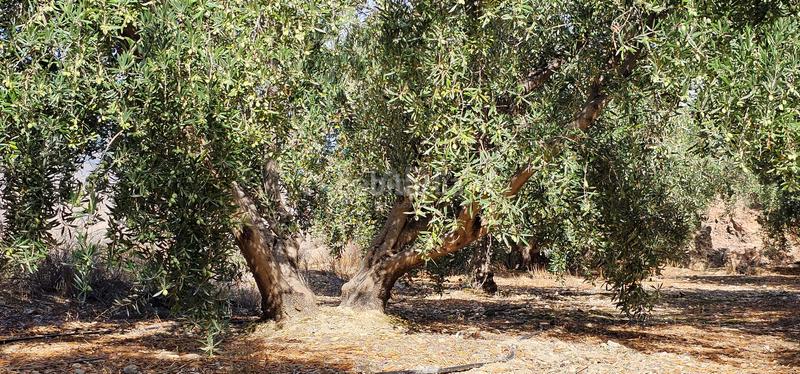 Foto 162dd04e-4059-4438-ad87-ca9478c43198. Terreny residencial a Bentarique