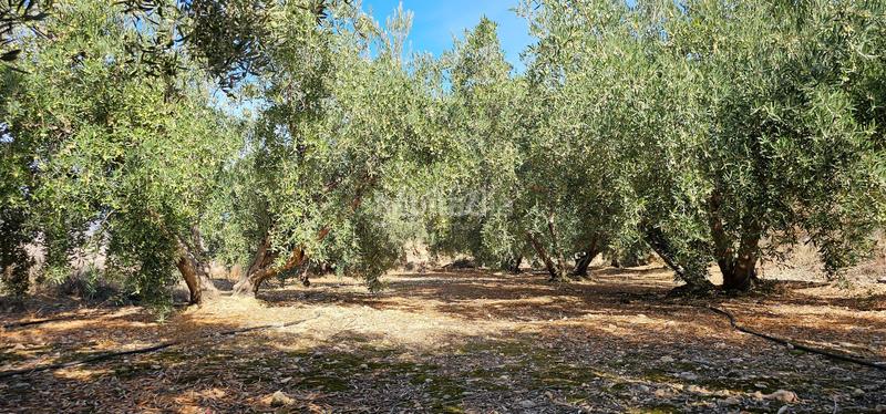 Foto 2eda6503-c432-4980-93b5-8e60c50ebd6d. Terreny residencial a Bentarique