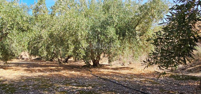 Foto 514c57c2-096a-4bfd-b252-569d61960b0c. Terreny residencial a Bentarique