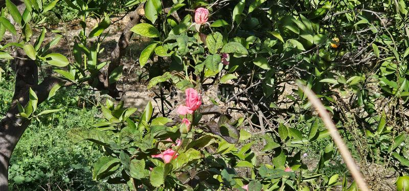 Foto b70ef5fa-e2a0-4331-bdeb-5fdd852aeb53. Terreny residencial a Bentarique