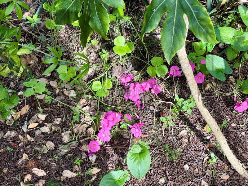 Foto bb4365ef-ca2d-4070-8429-1f8b34e76e65. Xalet a cm santuari 4 a Puerto Xàbia