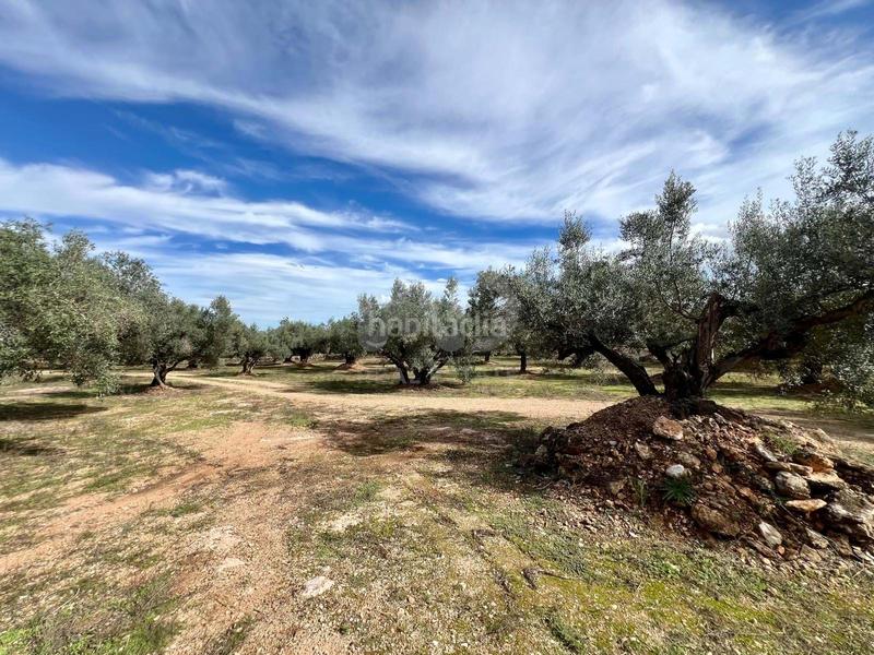 Foto 8bda9622-1863-429e-a786-4bbcbaa485f5. Finca rústica a Roquetes