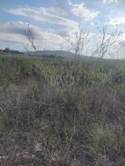 Rural plot in Montuïri