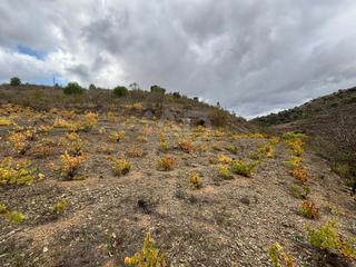 Rural plot in Porrera