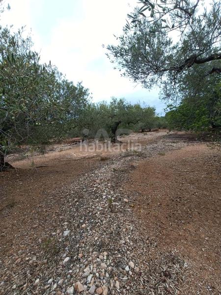 Foto 74aa6beb-cae1-4158-bd8b-4e1a38f8fc9f. Terrain résidentiel dans camino poligono 130 parcela 3 130 130 dans Ampolla (L´)