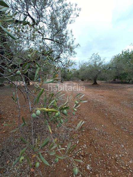 Foto 803d1d48-779f-49e0-b841-4effc1c2745d. Terrain résidentiel dans camino poligono 130 parcela 3 130 130 dans Ampolla (L´)
