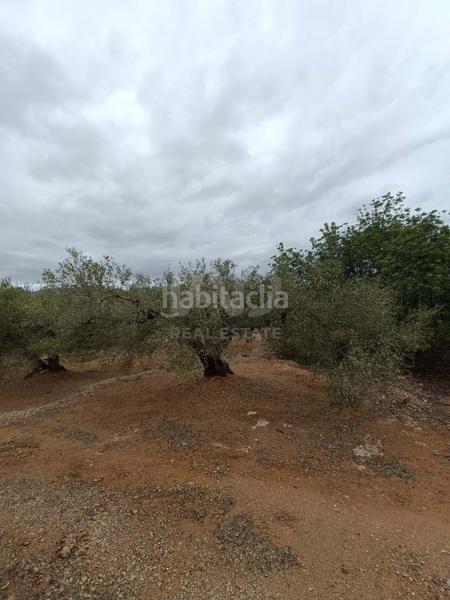 Foto b7a160ff-6991-4903-af2b-3d76d0f8229d. Terrain résidentiel dans camino poligono 130 parcela 3 130 130 dans Ampolla (L´)