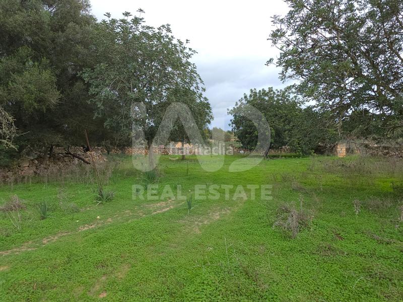 Foto 0cc0c123-36d2-499b-b52f-60afc6765d3b. Terreno residencial en Santa Margalida poble Santa Margalida