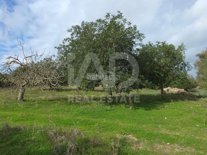 Foto 30a702d8-fcd6-48dd-8fef-383a3e9b5a63. Terreno residencial en Santa Margalida poble Santa Margalida