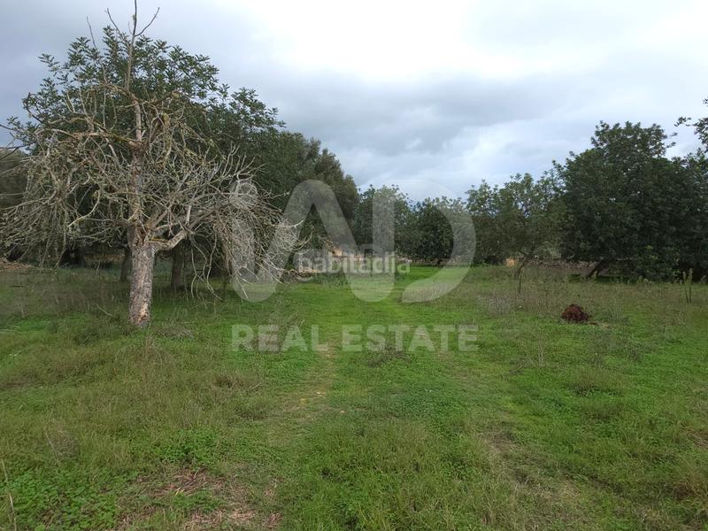 Foto 3d9b3268-85b6-4ac0-9991-1b183011f327. Terreno residencial en Santa Margalida poble Santa Margalida