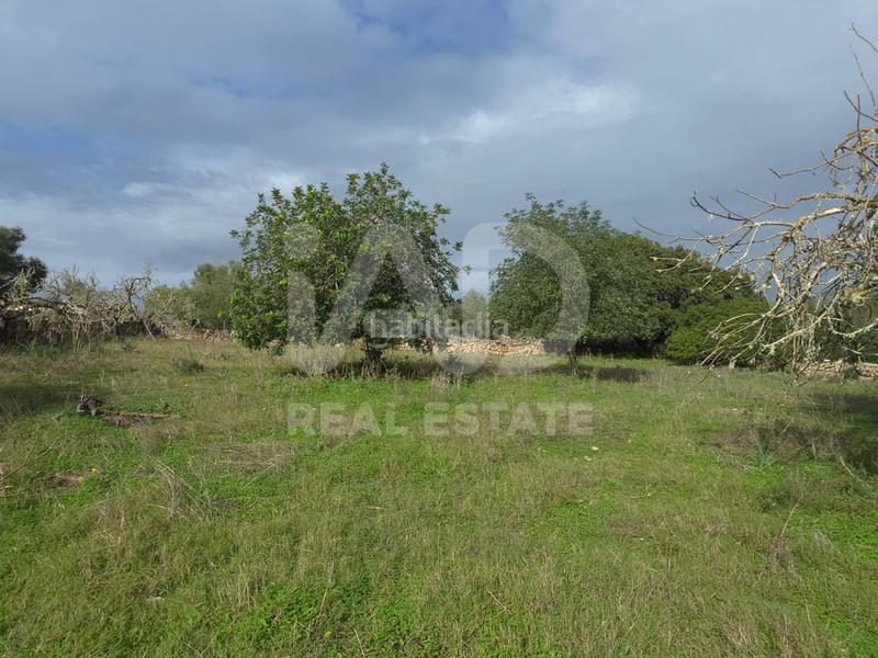 Foto 49811587-87d3-41b0-9e62-3c46749f6cc8. Terreno residencial en Santa Margalida poble Santa Margalida