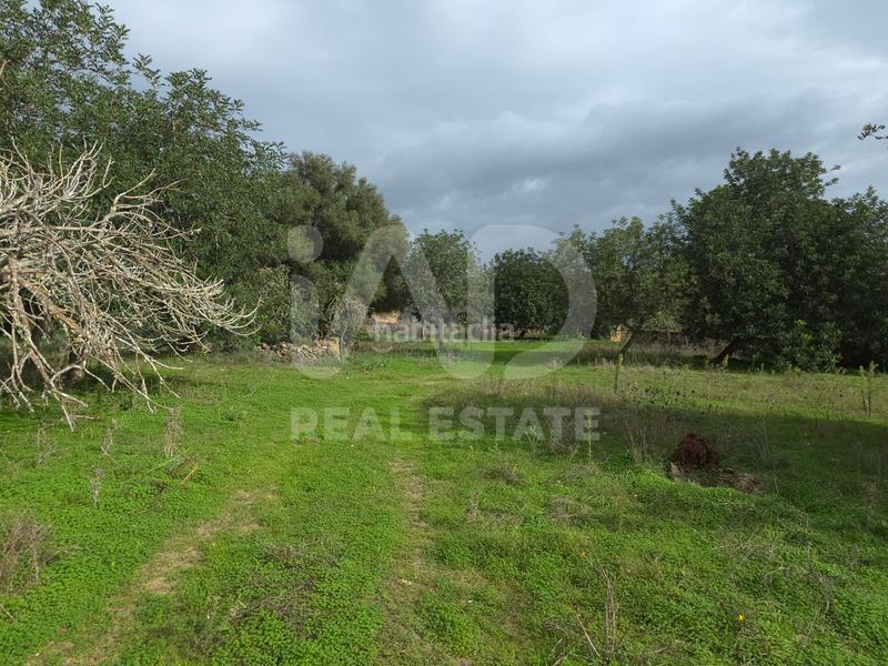 Foto 4c495947-2041-49b5-98d0-a1fbb8317888. Terreno residencial en Santa Margalida poble Santa Margalida