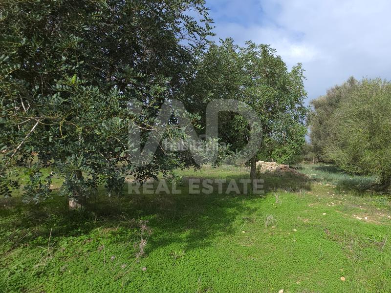 Foto 6d9da897-0013-412f-88b8-d2f925cd27c8. Terreno residencial en Santa Margalida poble Santa Margalida