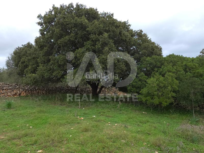 Foto 6ec73db1-9063-43fc-95c1-3e41abebfd3b. Terreno residencial en Santa Margalida poble Santa Margalida