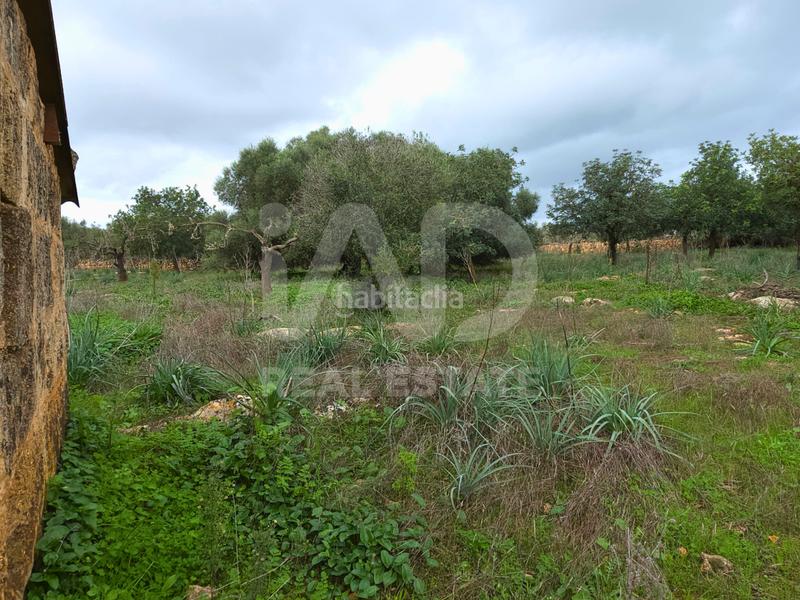 Foto 92597517-e726-4df2-8814-f9d4ea43e0ad. Terreno residencial en Santa Margalida poble Santa Margalida