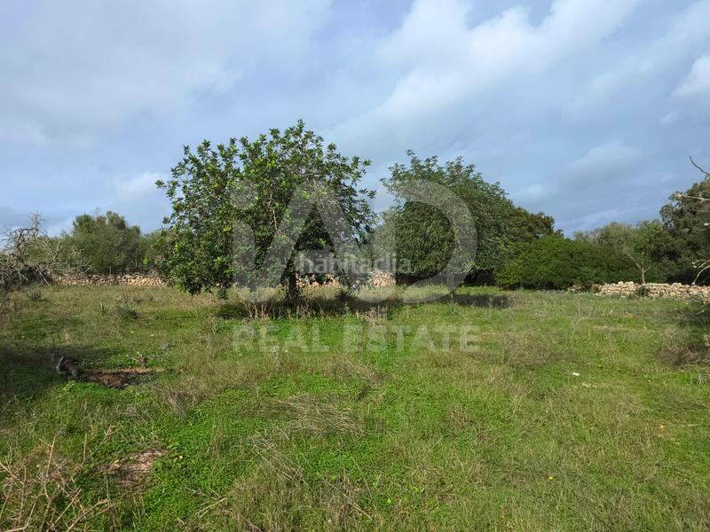 Foto 995acfd0-b04f-4f44-8682-8a507cf9d584. Terreno residencial en Santa Margalida poble Santa Margalida