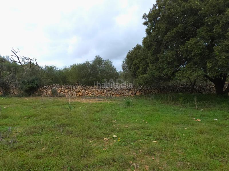 Foto ffc51a5e-411a-4064-94f1-08f0fc16cc93. Terreno residencial en Santa Margalida poble Santa Margalida