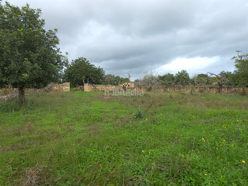 Foto 0f3ca1cc-4eaa-498c-ab6e-5af58dd72e1e. Residential plot in Santa Margalida poble Santa Margalida