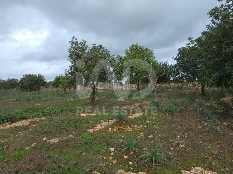 Foto 3642a9c6-ea48-471d-ba69-393fead36c9d. Residential plot in Santa Margalida poble Santa Margalida