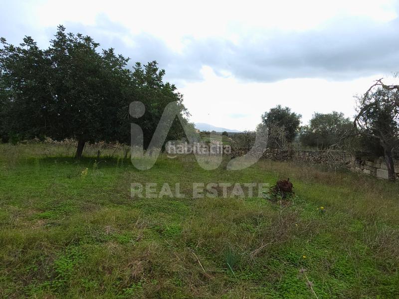 Foto 5caaebda-7d5b-49cb-ada4-f4529cdfcd14. Residential plot in Santa Margalida poble Santa Margalida