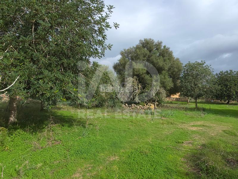 Foto a4690835-9712-4145-ad22-89b889ccebbc. Residential plot in Santa Margalida poble Santa Margalida