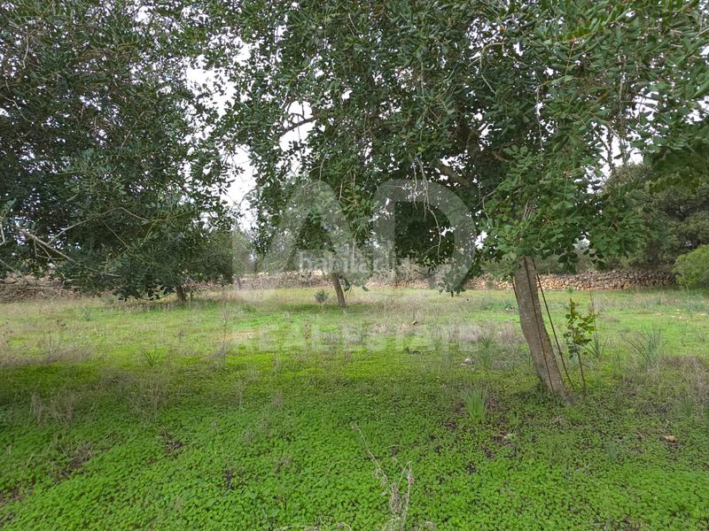 Foto 0026f52e-f92b-4968-a5e4-a2ae1edba25e. Terreno residenziale in Santa Margalida poble Santa Margalida