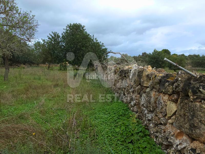 Foto 1c875dc4-f5d5-4e36-ba8c-a8b2efe41b2f. Terreno residenziale in Santa Margalida poble Santa Margalida