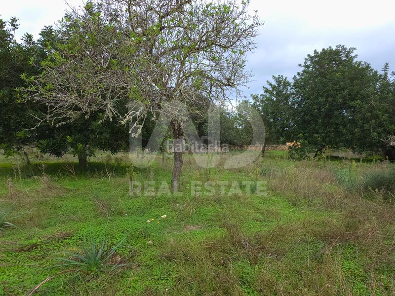 Foto 1e119d5a-a7e0-4e1f-b5a4-718ee74bdf0d. Terreno residenziale in Santa Margalida poble Santa Margalida