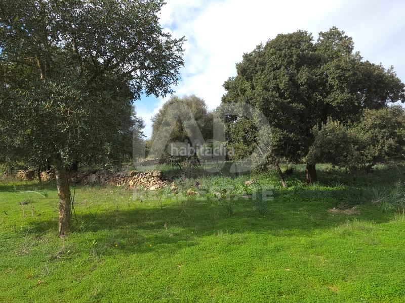 Foto 516d3efd-32b8-4fe7-bb58-af62c4f0ea3b. Terreno residenziale in Santa Margalida poble Santa Margalida