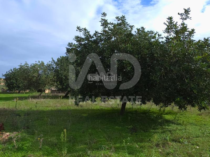 Foto 627a420b-eb5b-4818-835d-f72d2c3c0b37. Terreno residenziale in Santa Margalida poble Santa Margalida