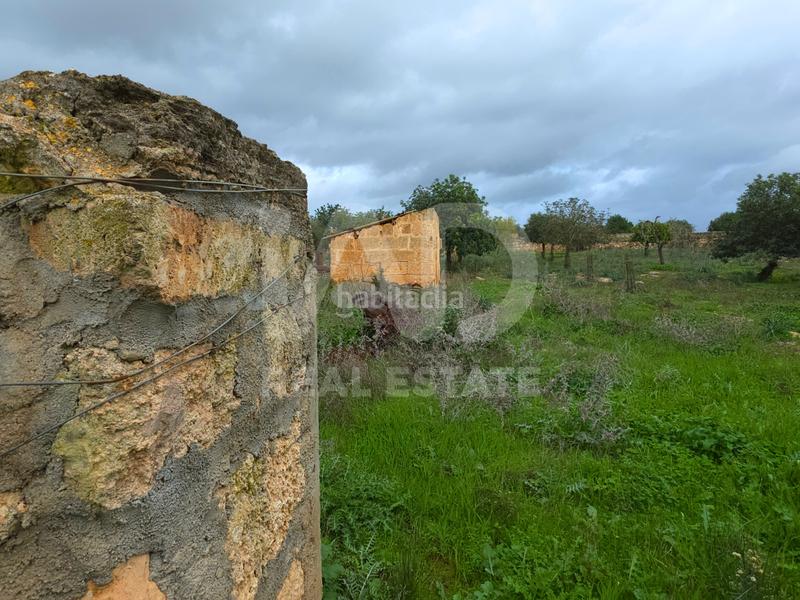 Foto 642a30a7-279d-4831-acc4-056fc382269d. Terreno residenziale in Santa Margalida poble Santa Margalida