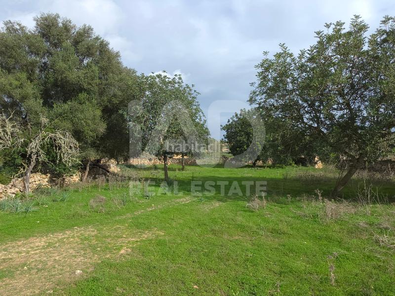 Foto 65df15aa-d685-4eaa-ae99-e125a29d567e. Terreno residenziale in Santa Margalida poble Santa Margalida