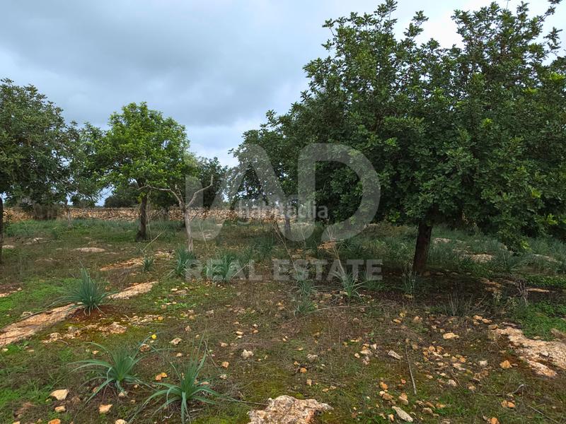 Foto a11de6a3-e581-4535-9f0c-f98b9185f894. Terreno residenziale in Santa Margalida poble Santa Margalida