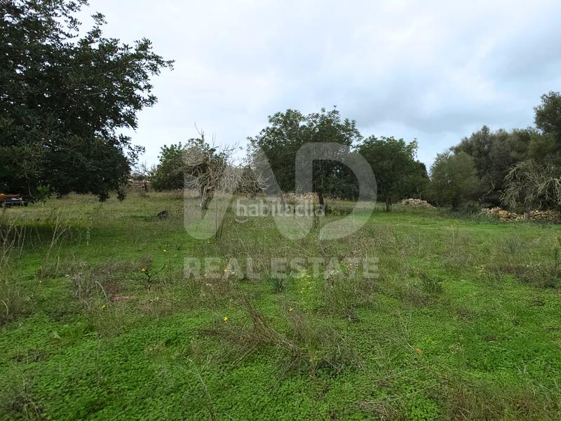 Foto ac0e1979-8f26-4fdf-bded-3a589843ca14. Terreno residenziale in Santa Margalida poble Santa Margalida