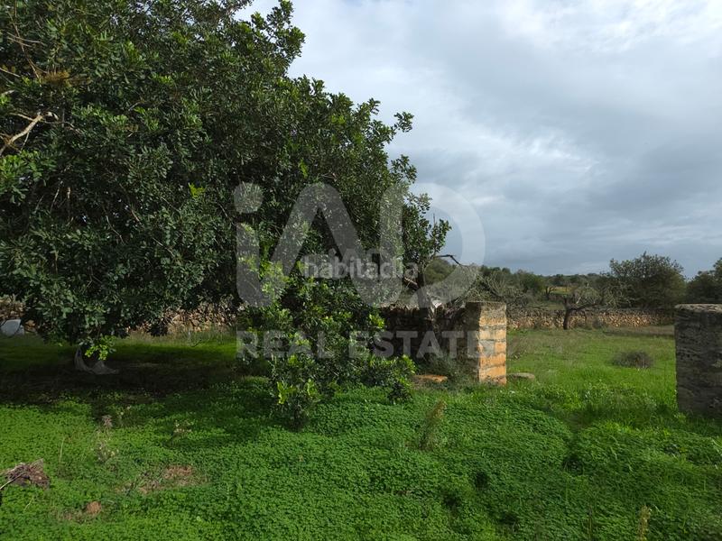 Foto d1355792-0c17-4dd6-9000-dd9f6b2eb6ab. Terreno residenziale in Santa Margalida poble Santa Margalida