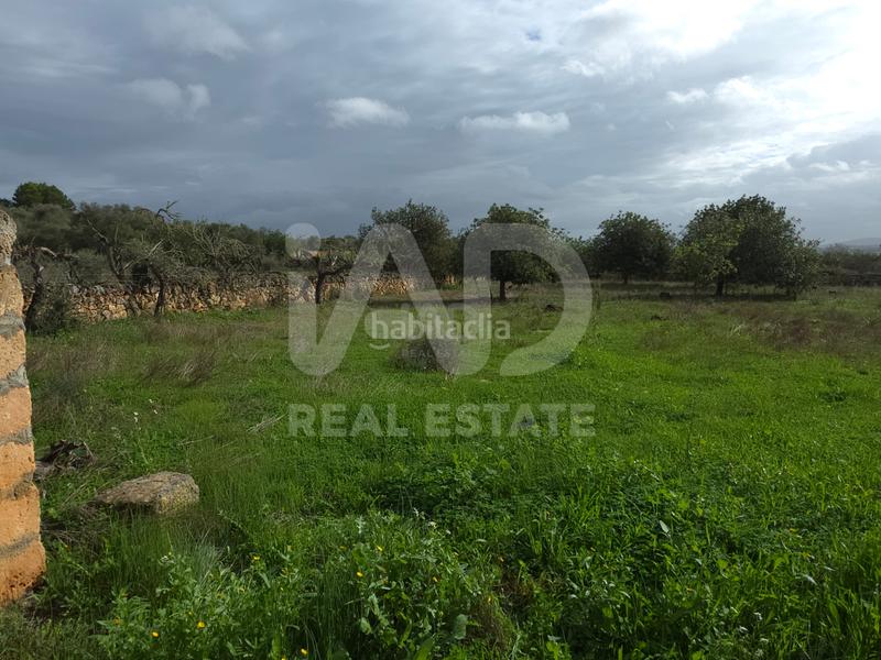 Foto ddfc4649-f437-4ada-b995-ce4eaa4a6048. Terreno residenziale in Santa Margalida poble Santa Margalida