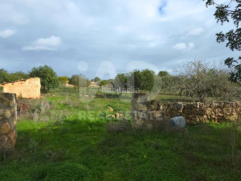 Foto 1a59e609-ffbb-494b-902f-69716e25d75e. Wohngrundstück in Santa Margalida poble Santa Margalida