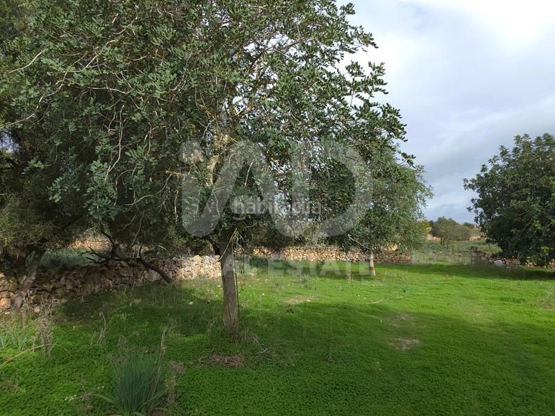 Foto 7dc17ea4-bec3-42b5-8eeb-7a458a283784. Wohngrundstück in Santa Margalida poble Santa Margalida