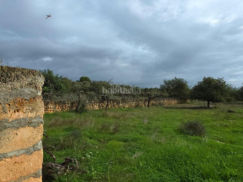 Foto 85a19619-3113-4351-a5f3-5999043ca772. Wohngrundstück in Santa Margalida poble Santa Margalida