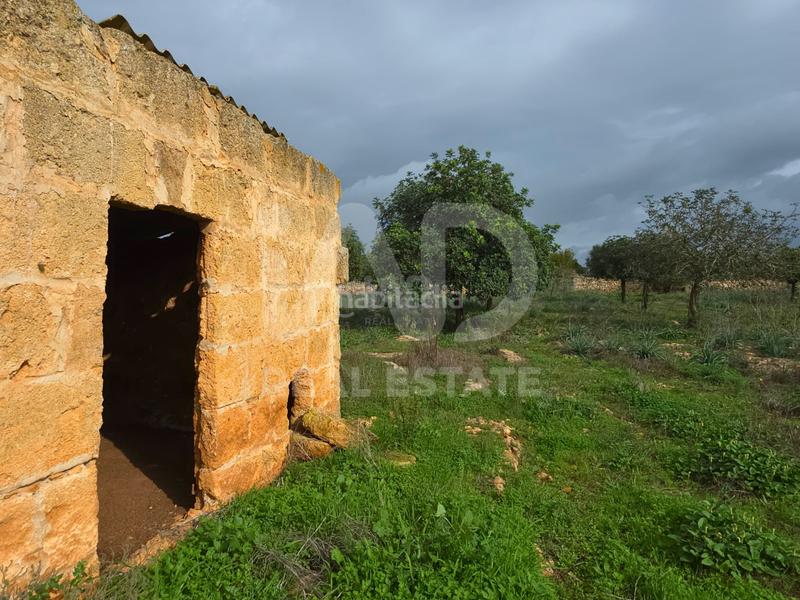 Foto a8e2f9f9-8001-4f00-90c5-19134beb3629. Wohngrundstück in Santa Margalida poble Santa Margalida