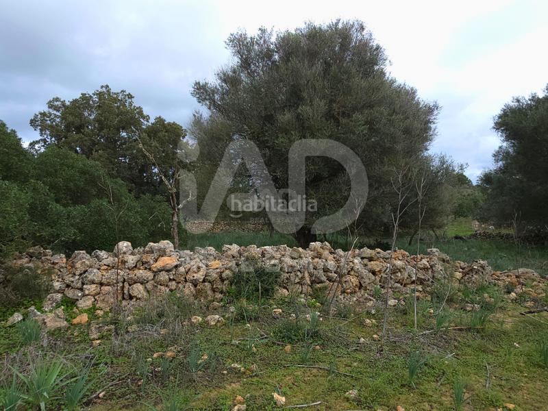 Foto f11b7975-2f71-47c3-b50e-8b5b52ed69df. Wohngrundstück in Santa Margalida poble Santa Margalida