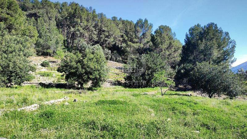 Foto 238926a6-ce31-4545-a089-f3a8daa4f2b4. Terreno residenziale in Murla