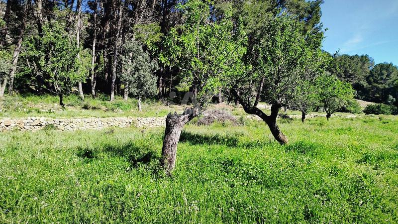 Foto c4dcb6d4-5a8a-4681-b9ca-ab08c8e6a908. Terreno residenziale in Murla