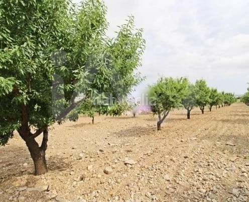 Foto 1f3553bb-d187-491c-b1fb-2168ca117f7c. Finca rústica a Pozo Higuera Lorca