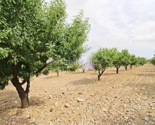 Foto 55a5e82e-3fd2-4391-bce2-30e3ce747dca. Finca rústica a Pozo Higuera Lorca