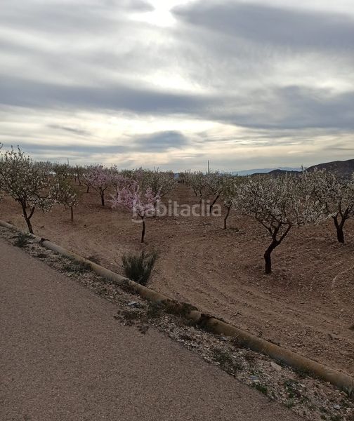 Foto b8a2d5a9-bff6-49a9-9f90-9227d76db850. Finca rústica a Pozo Higuera Lorca