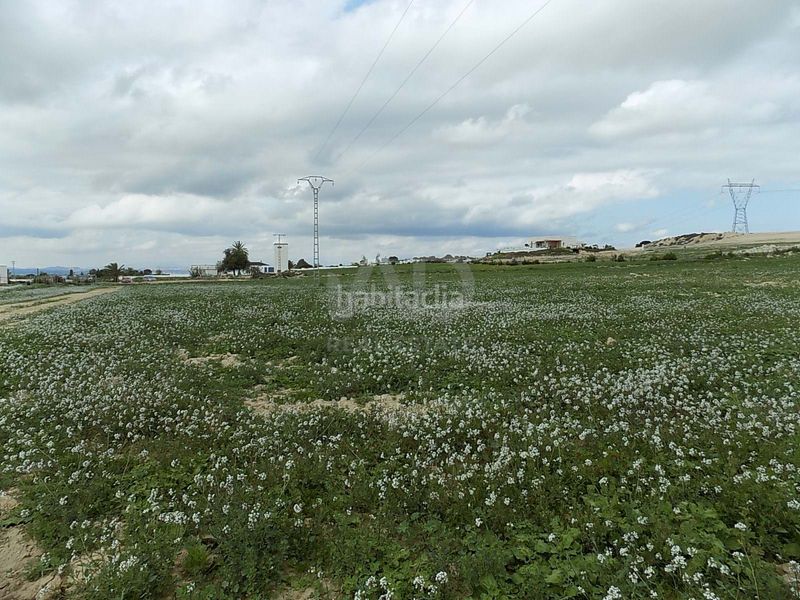 Foto b50ad343-a221-4fb0-9ff8-4dbd422740d0. Finca rústica en La Marina Elche / Elx