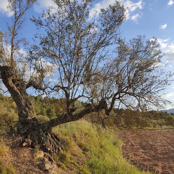 Foto b5979581-4686-4b46-ba2d-de1141dc0156. Finca rústica en Flix